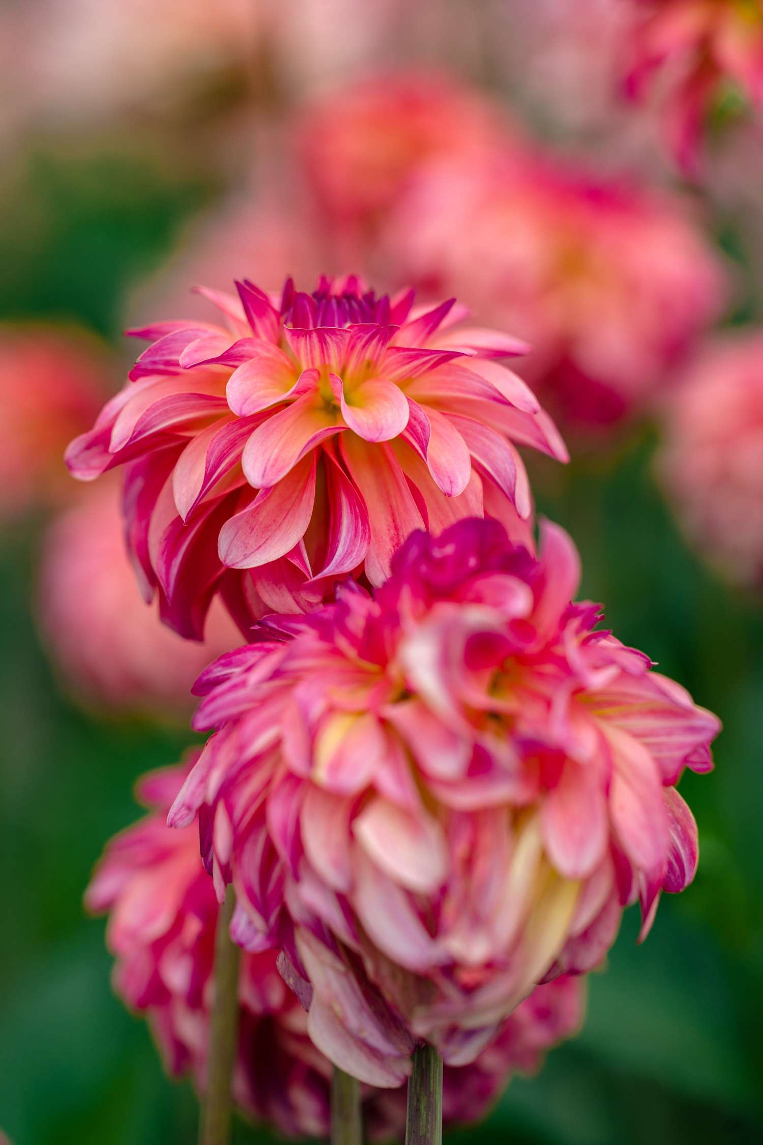 Dahlia 'Belfloor'